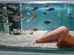 Sciaenochromis Freyeri Malawi Cichliden, Dieren en Toebehoren, Vis, Zoetwatervis