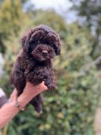 Klein type Maltipoo pups in meerdere kleuren, Dieren en Toebehoren, Honden | Chihuahua's en Gezelschapshonden, Poedel, Nederland