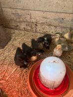 bonte eenden cayuga, Dieren en Toebehoren, Pluimvee, Meerdere dieren, Eend