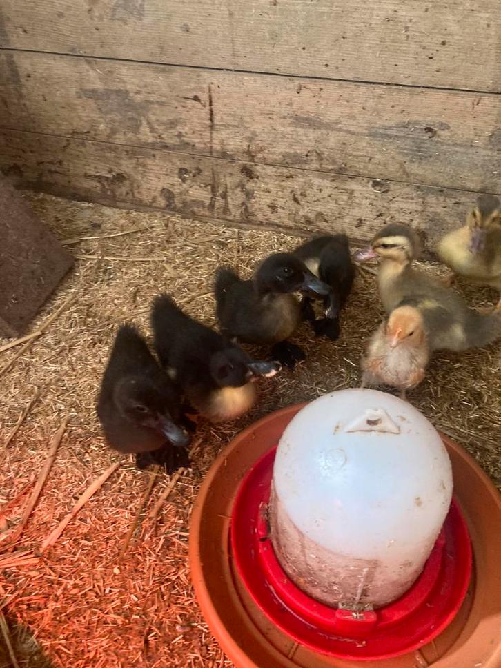bonte eenden cayuga, Dieren en Toebehoren, Pluimvee, Eend, Meerdere dieren