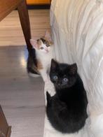 2 Kittens te koop, Dieren en Toebehoren, Katten en Kittens | Overige Katten, Meerdere dieren, Kortharig, 0 tot 2 jaar