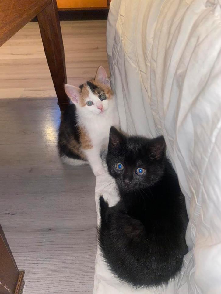 2 Kittens te koop, Dieren en Toebehoren, Katten en Kittens | Overige Katten, Kortharig, Meerdere dieren, 0 tot 2 jaar