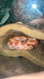 jonge Rattenslangen Pantherophis guttatus nakweek 25, Slang, Tam, 0 tot 2 jaar