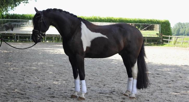 Bloedmooie Barock pinto ruin, Dieren en Toebehoren, Paarden, Ruin, M, 165 tot 170 cm, 7 tot 10 jaar, Dressuurpaard, Met stamboom