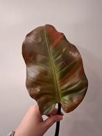 Philodendron black cardinal variegata #1, Ophalen of Verzenden, Halfschaduw, Minder dan 100 cm