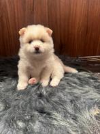 Teddydog pups met stamboom, Dieren en Toebehoren, Overige rassen, 8 tot 15 weken, Parvo, Meerdere