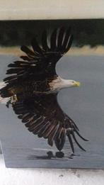 Zeearend, Antiek en Kunst, Kunst | Schilderijen | Modern, Ophalen of Verzenden