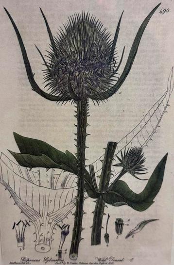 Antieke botanische gravure – Dipsacus Sylvestris 1832 beschikbaar voor biedingen