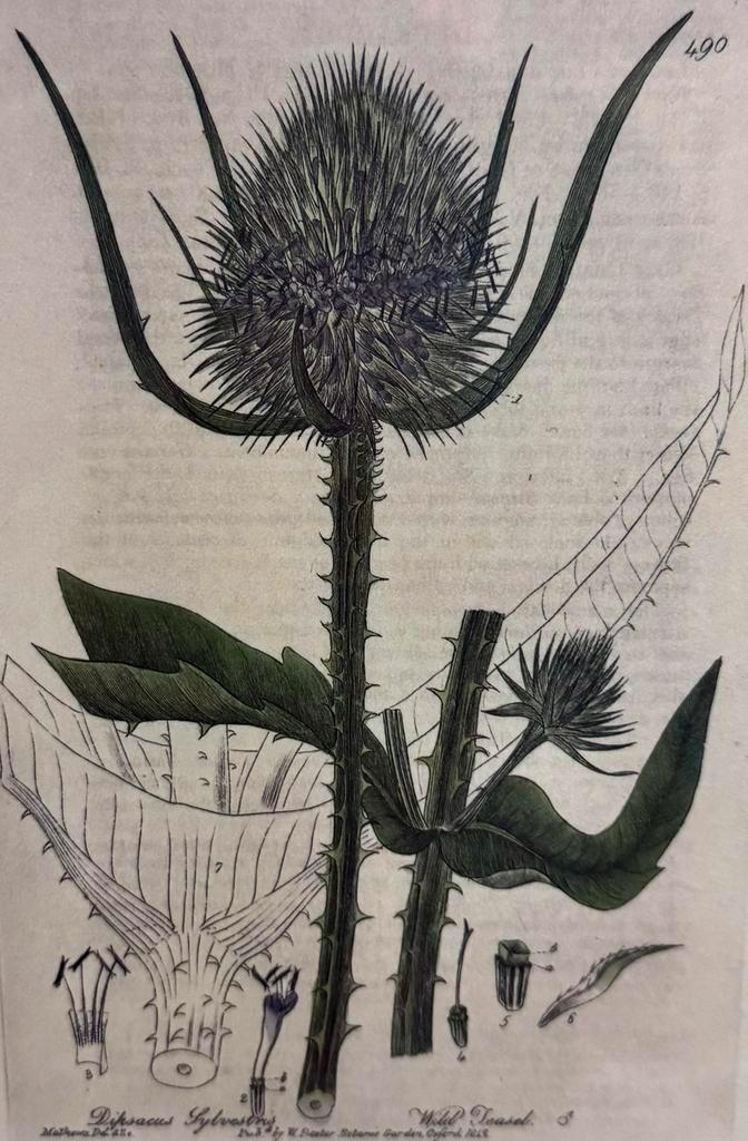 Antieke botanische gravure – Dipsacus Sylvestris 1832, Antiek en Kunst, Kunst | Tekeningen en Foto's, Ophalen