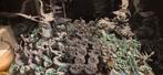 Warhammer Seraphon Skink Leger - Complete Army, Hobby en Vrije tijd, Wargaming, Ophalen of Verzenden, Warhammer, Geverfd