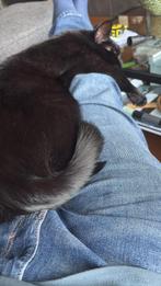 Zwarte kater zoekt huis met tuin, Dieren en Toebehoren, Katten en Kittens | Raskatten | Korthaar, Kater