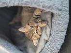 Britse korthaar kittens, Dieren en Toebehoren, Katten en Kittens | Raskatten | Korthaar, Meerdere dieren, Gechipt, 0 tot 2 jaar