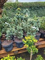 Pinus boompjes 50 soorten, Ophalen, Overige soorten, Minder dan 100 cm