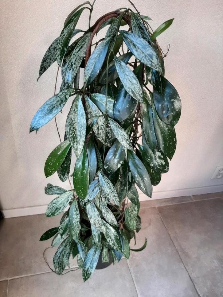 Hoya Pubicalyx Splash grote plant in 2 ijzeren bogen, Huis en Inrichting, Kamerplanten, Minder dan 100 cm, Groene kamerplant, Halfschaduw