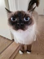 Ragdol kat te koop