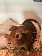 Cavia zeugje, Dieren en Toebehoren, Knaagdieren, Cavia, Juni, Vrouwelijk, Tam