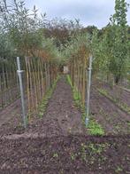 Salx chermesina, Tuin en Terras, Planten | Bomen, Ophalen, Volle zon, Overige soorten, 100 tot 250 cm