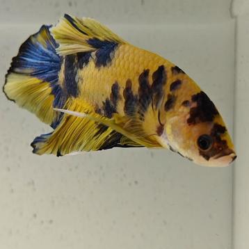 Betta splendens man 02 beschikbaar voor biedingen