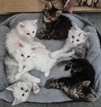 Maine Coon kittens, Meerdere dieren, Met stamboom