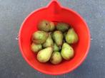 Conference peren, zijn heerlijk van smaak en goed houdbaar, Ophalen