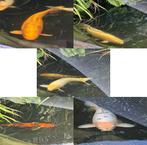 5 grote koi, Dieren en Toebehoren, Karper of Koi