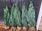 Blauwe coniferen in diverse maten leverbaar, Tuin en Terras, Ophalen of Verzenden, Conifeer, Haag, 100 tot 250 cm