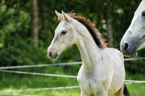 Schimmel Hengstveulen Utamaro d'ecaussines Z goed papier, Dieren en Toebehoren, Paarden, Hengst, 0 tot 2 jaar, Springpaard, Met stamboom