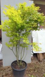 Japanse esdoorn Acer palmatum 'Aureum', Bloeit niet, Halfschaduw, Overige soorten, 100 tot 250 cm