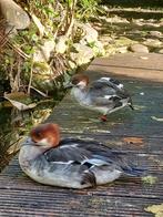 Nonnetje eend man overjarig gezocht, Dieren en Toebehoren, Pluimvee, Mannelijk, Eend