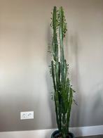 Grote Euphorbia Cactus, 100 tot 150 cm, Groene kamerplant, Halfschaduw, Ophalen of Verzenden