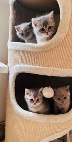 ** Laatste Britse Korthaar kitten **, Dieren en Toebehoren, Katten en Kittens | Raskatten | Korthaar, Meerdere dieren, Ontwormd