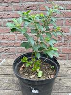 Te koop: jonge plant forsythia, Ophalen, Overige soorten, Struik, Minder dan 100 cm