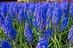Leliegras - Liriope muscari 'Moneymaker', Tuin en Terras, Planten | Tuinplanten, Ophalen of Verzenden, Vaste plant, Overige soorten