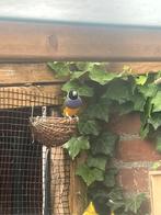 Goldamandine, Dieren en Toebehoren, Vogels | Overige Vogels, Tropenvogel