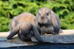 Koppel Razuivere&Kleurzuivere NHD baby konijntjes, Dieren en Toebehoren, Konijnen, Meerdere dieren, Dwerg, Hangoor, 0 tot 2 jaar