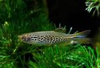 zebra of luipaard danio per stuk €2.25, Dieren en Toebehoren, Vissen | Aquariumvissen, Vis, Zoetwatervis, Schoolvis