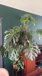 Monstera, Huis en Inrichting, Kamerplanten, Ophalen, Halfschaduw, Minder dan 100 cm