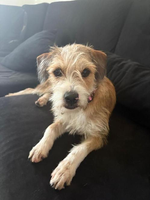 kruising Jack Russell, Dieren en Toebehoren, Honden | Niet-rashonden, Middel, Teef, Particulier, Meerdere, Nederland, 15 weken tot 1 jaar