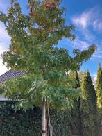 3 Amberbomen, 10 jaar oud, 6 meter hoog, Tuin en Terras, Planten | Bomen, Volle zon, Bloeit niet, 400 cm of meer, Overige soorten