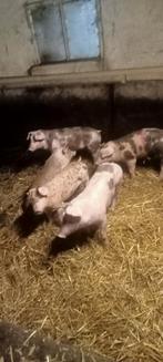 Te koop mooie grote bonte scharrel biggen pitrain x duroc, Dieren en Toebehoren, Schapen, Geiten en Varkens, Meerdere dieren, Varken