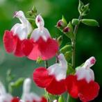 Te Koop : Supermooie Salvia Hot Lips planten in pot., Volle zon, Vaste plant, Zomer, Ophalen