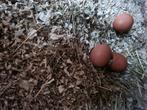 Broedeieren Araucana/Legkip, Dieren en Toebehoren, Pluimvee, Geslacht onbekend, Kip