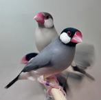 Rijstvogels koppels, Mannelijk