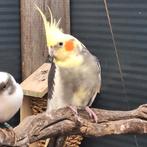 2 valkparkieten aangeboden, Meerdere dieren, Parkiet, Geringd