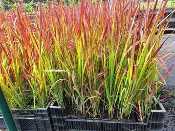 Japans bloedgras, Imperata cylindrica 'Red Baron'