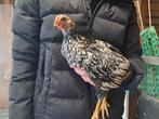 Zilverzwart gezoomd wyandotte kriel haantje, Mannelijk, Kip