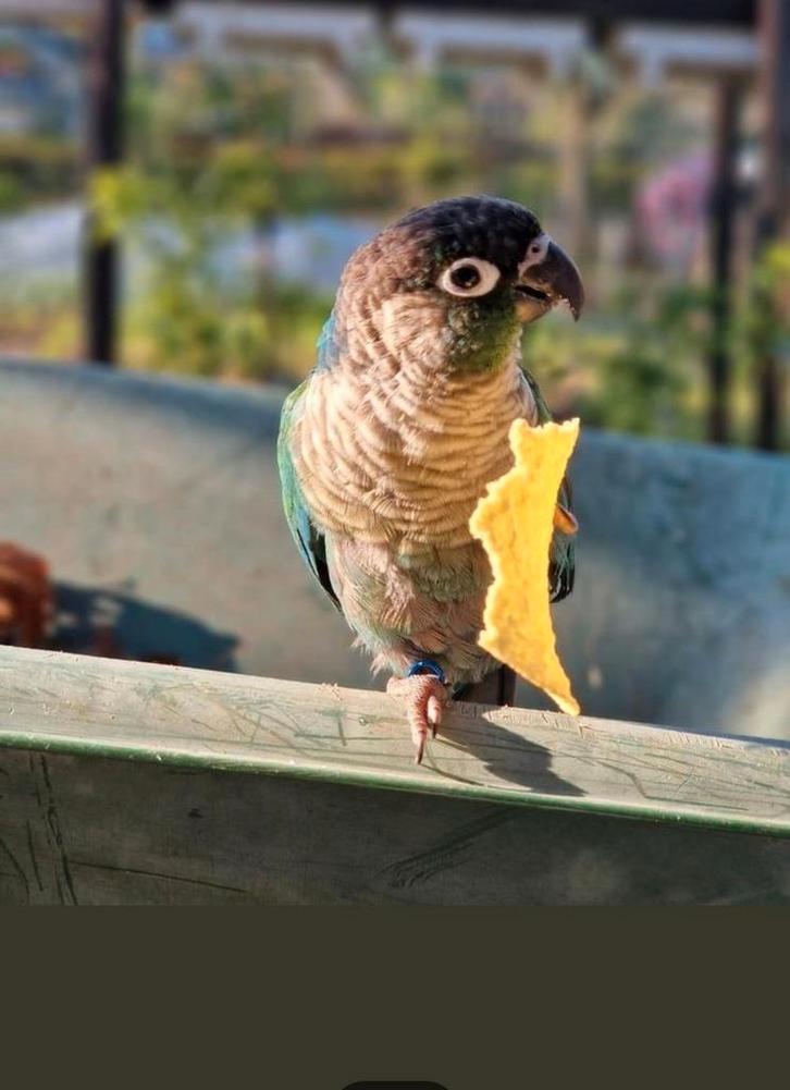 Pyrrhura man, Dieren en Toebehoren, Vogels | Parkieten en Papegaaien, Parkiet, Mannelijk, Tam