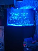 Zeeaquarium Nano te Koop 95 liter, Dieren en Toebehoren, Vissen | Aquaria en Toebehoren, Ophalen, Gevuld zeewateraquarium