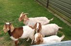 Boergeit boerbok geiten bokken lam boer geit boer bok, Dieren en Toebehoren, Schapen, Geiten en Varkens, Mannelijk, 0 tot 2 jaar