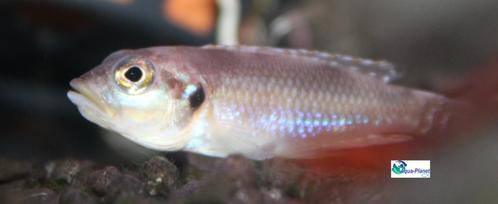 Slakkenhuis Cichlide (L. ocellatus), Dieren en Toebehoren, Vissen | Aquariumvissen, Zoetwatervis, Vis